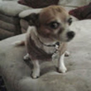 Meet your Posher, Fred